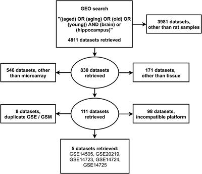 Gene Expression Profiles of the Aging Rat Hippocampus Imply Altered Immunoglobulin Dynamics